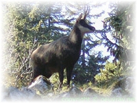 Chamois attracted by the sound of the Alphorn. The alphorn represents for me an approach and a communion with Nature. Photo catch by the artist. 