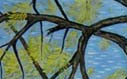 Baumartige Formen, Eiche Blumen