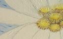 Edelweiss, Silberstern, Schneestern.