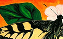 Schwalbenschwanz, Schmetterling Machaon