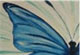 Morpho - Papillon Tropical