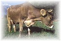 race of little brown cow